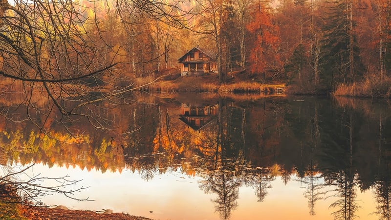 Forest Cabin